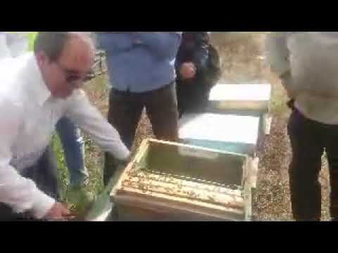 تله بره موم