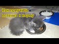 Как приучить котенка к корму