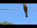 Cinnamon chested bee eaters