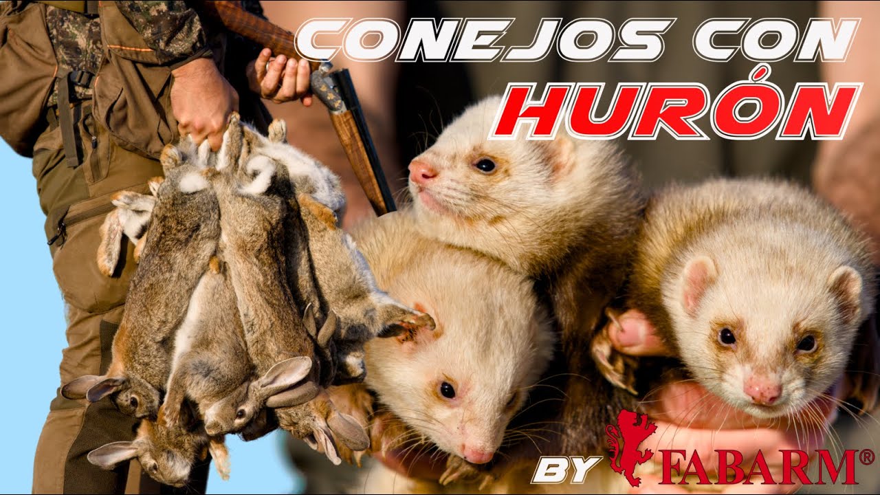 GORKA SERBAL Y HURONES PACUS