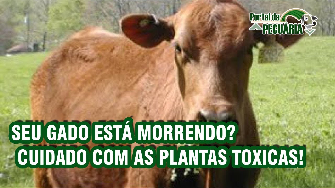 A samambaia é uma planta tóxica e pode matar o gado. Certo ou