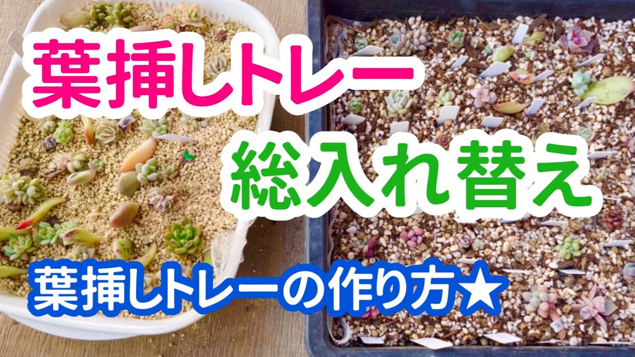 多肉植物 葉挿しトレーを総入れ替え 葉挿し Youtube
