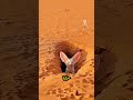 الثعلب الفينيقي أنواع الثعالب ثعلب ذو أوذنين طويلتين 