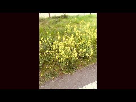 YUKI「鳴り響く限り」歌ってみた