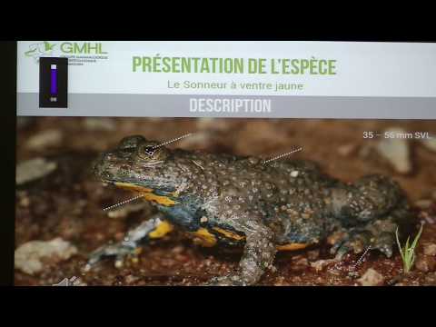 Vidéo: Flet à ventre jaune : description, habitats