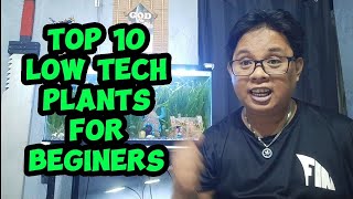 Top 10 Low Tech Plants for Beginners | Tagalog