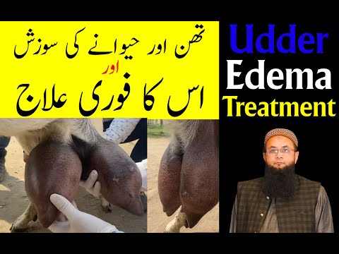 Udder Edema Treatment