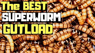 Gutload Superworms The Best Way 2020