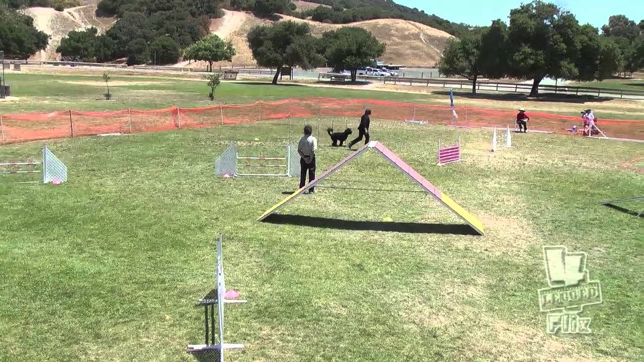 Del Monte Kennel Club AKC June 2013 Sunday Faro Novice Fast YouTube