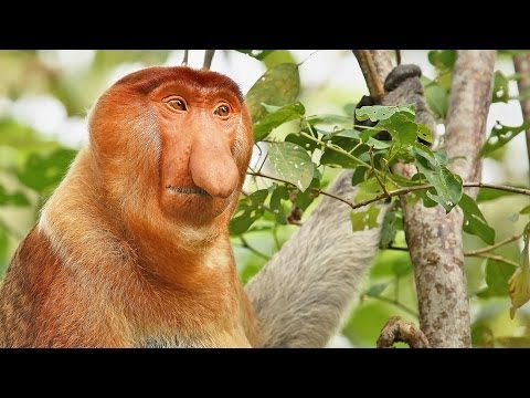 The Wildlife of Borneo: short, impressionistic scenes and blissful music (video)