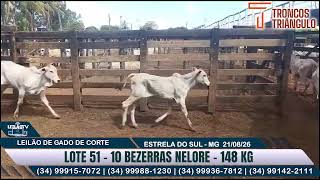LOTE 51 10 BEZERRAS NELORE 148 KG🔥 AO VIVO: BAGAGEM LEILÕES - 21/08/26 🐂 ESTRELA DO SUL MG