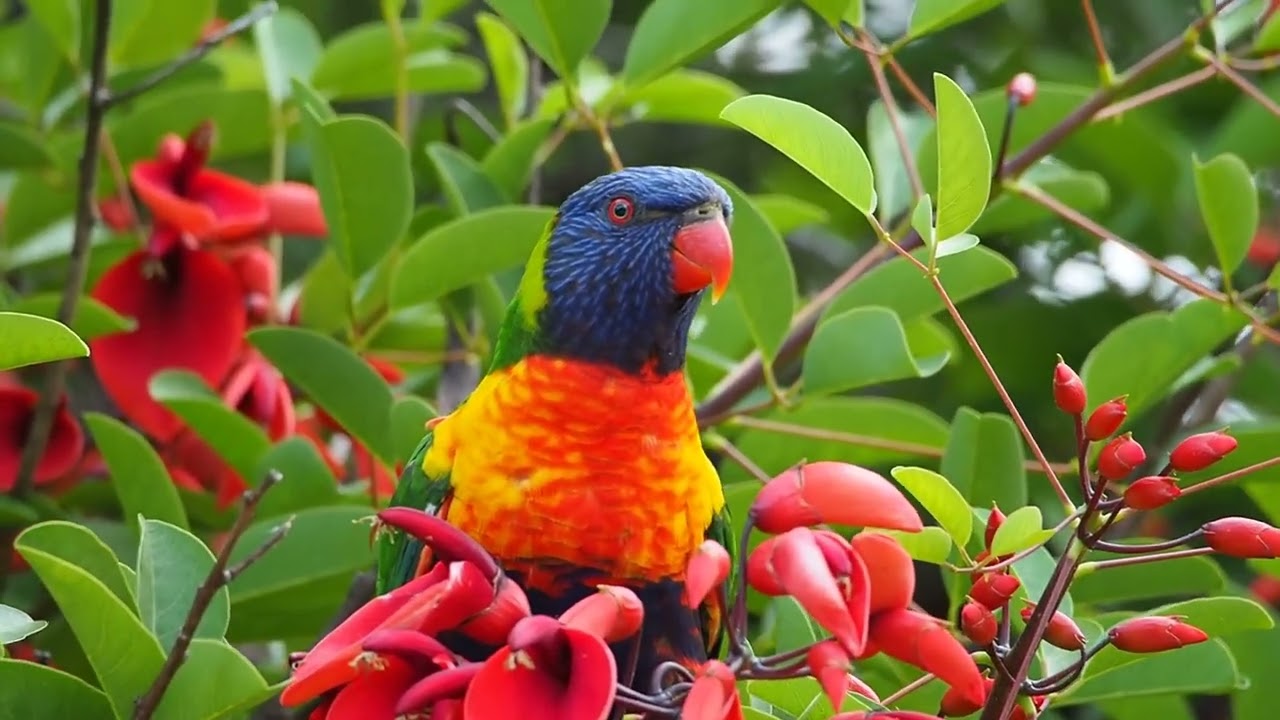 Rainbow Lorikeets