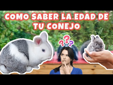 COMO SABER LA EDAD DE LOS CONEJOS muy facil y Rápido ✅👌🐇