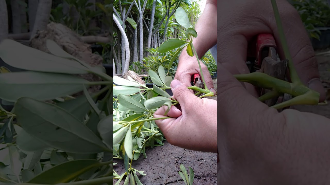 الشفليرا النبات الجميل الداخلي الخارجي  وطريقه اكثاره