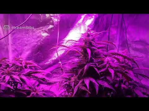 Mr C's Grow life Live Stream 
