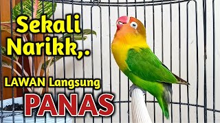 SUARA BURUNG LOVEBIRD NGEKEK PANJANG DI AWALI FIGHTER, TARIKAN AWAL BIKIN LOVEBIRD LANGSUNG PANAS