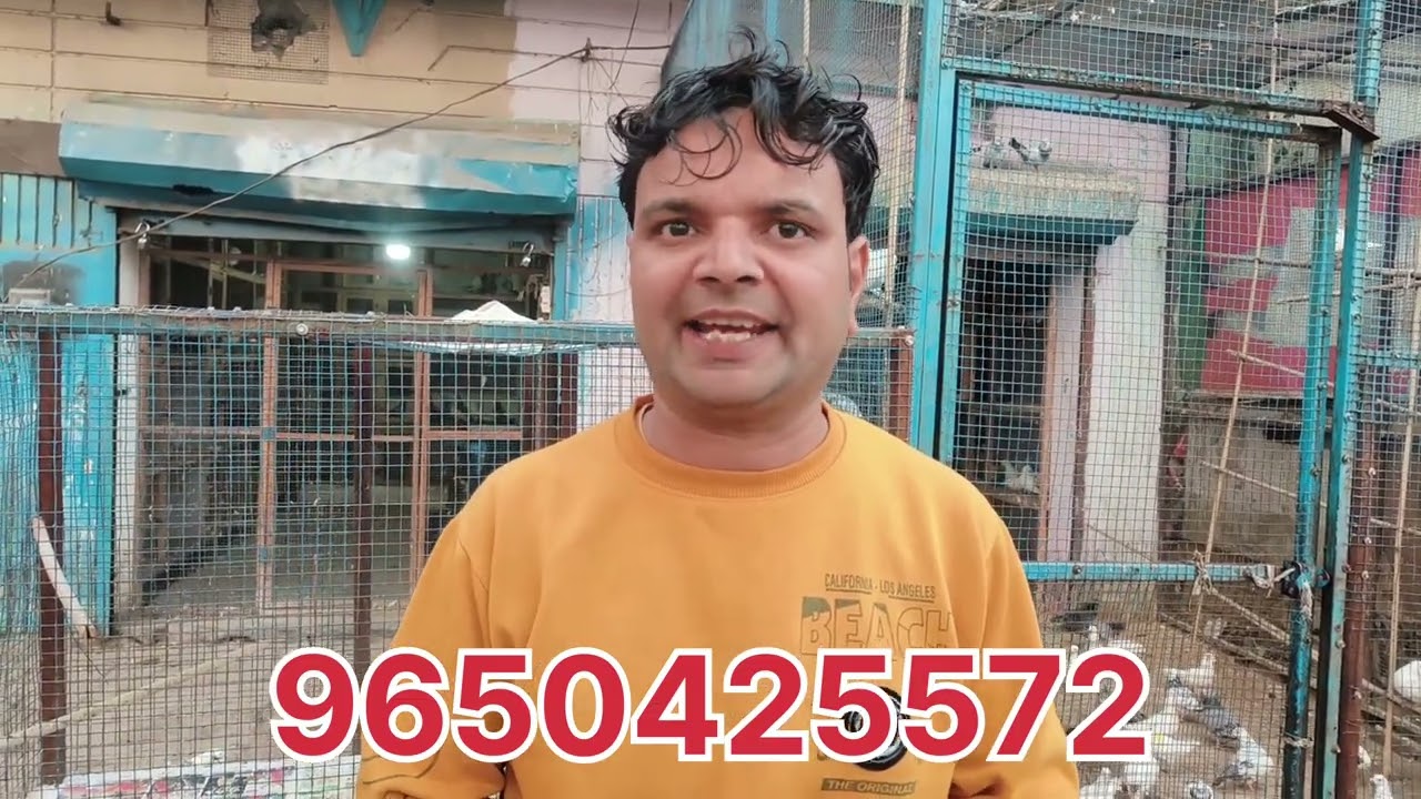 पंजाब के पंजाबी कबूतर फुल गारंटी के मई जून में 8 से 10 घंटे की उड़ान