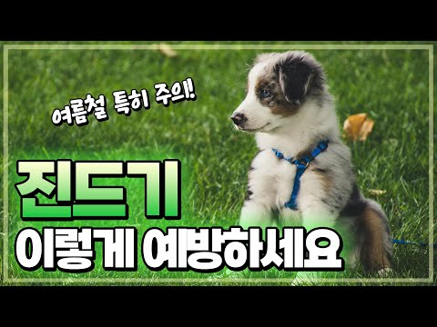 진드기와 벼룩을 예방하는 4가지 방법.