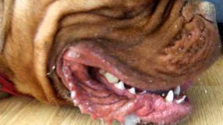 Dogue de bordeaux out of shape LOL by naturepeaceluv1 1,804 views 13 years ago 1 minute, 13 seconds