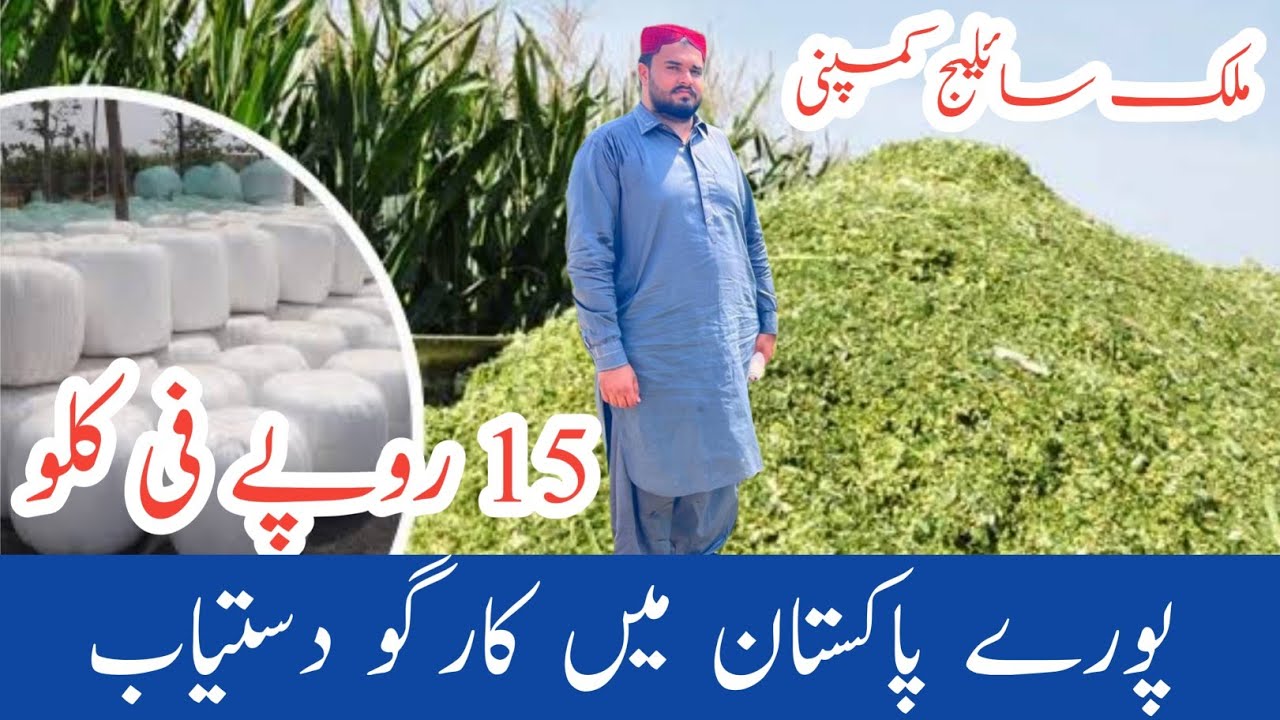 Malik Silage company | Best silage | All Pakistan Delivery available | Top Quailty corn silage