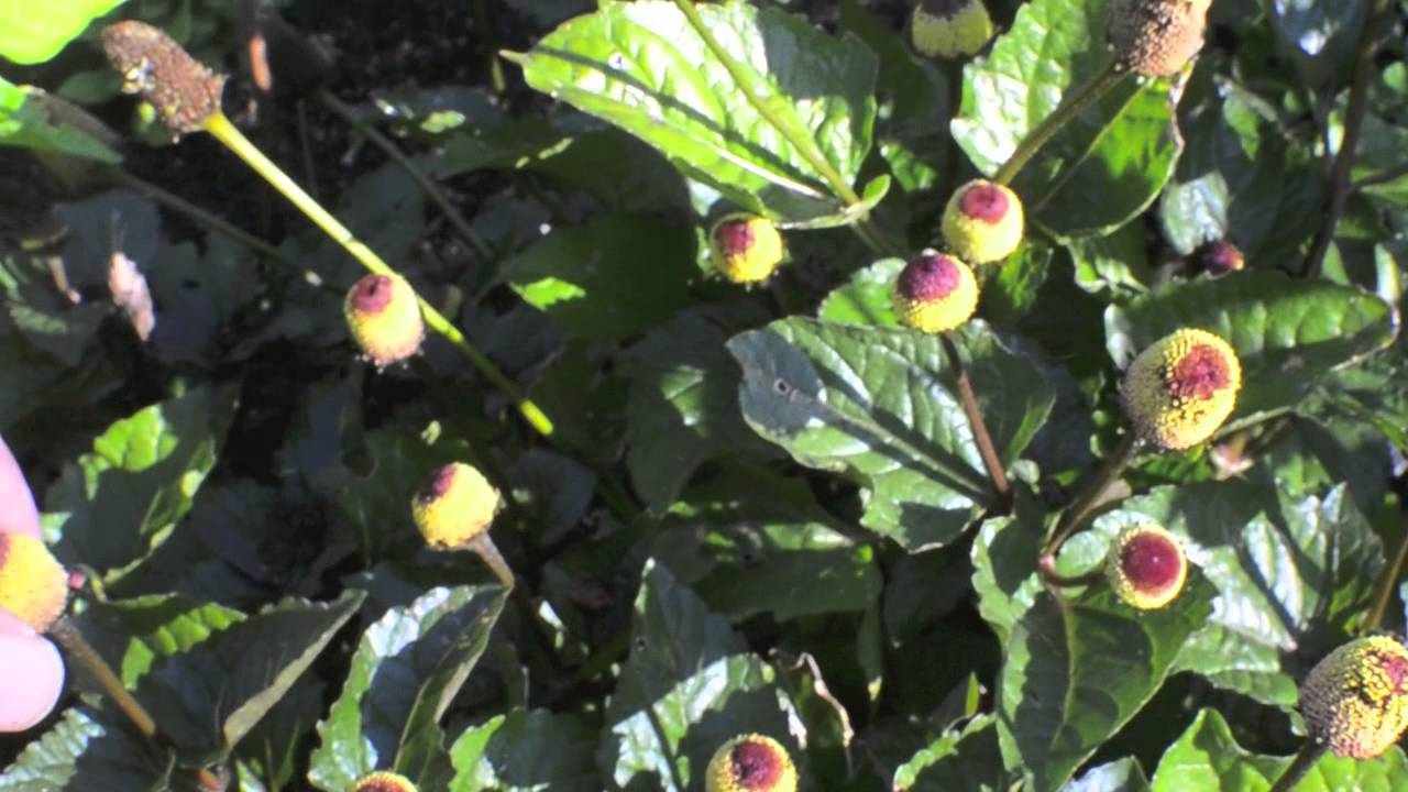 Toothache Plant YouTube