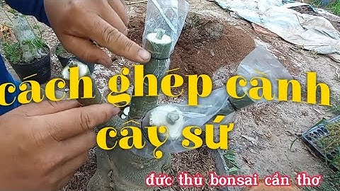 chia sẽ cách GHÉP CÀNH CÂY SỨ ( ghép nóng ) # đức thủ bonsai cần thơ#