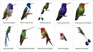 Top 10 Most Beautiful Hummingbirds | Animal Life