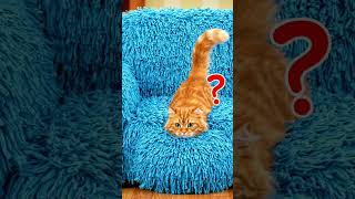Who Controls The Red Dot? 🐭✨ Funny Cat & Mouse Cartoon!