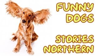 Funny dogs