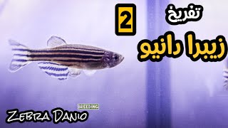 تكبير وتسمين فراخ وزريعة الزيبرا دانيو ... الجزء الثاني ... How to feed zebra danio fry