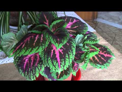 Vídeo: Coleus Híbrido