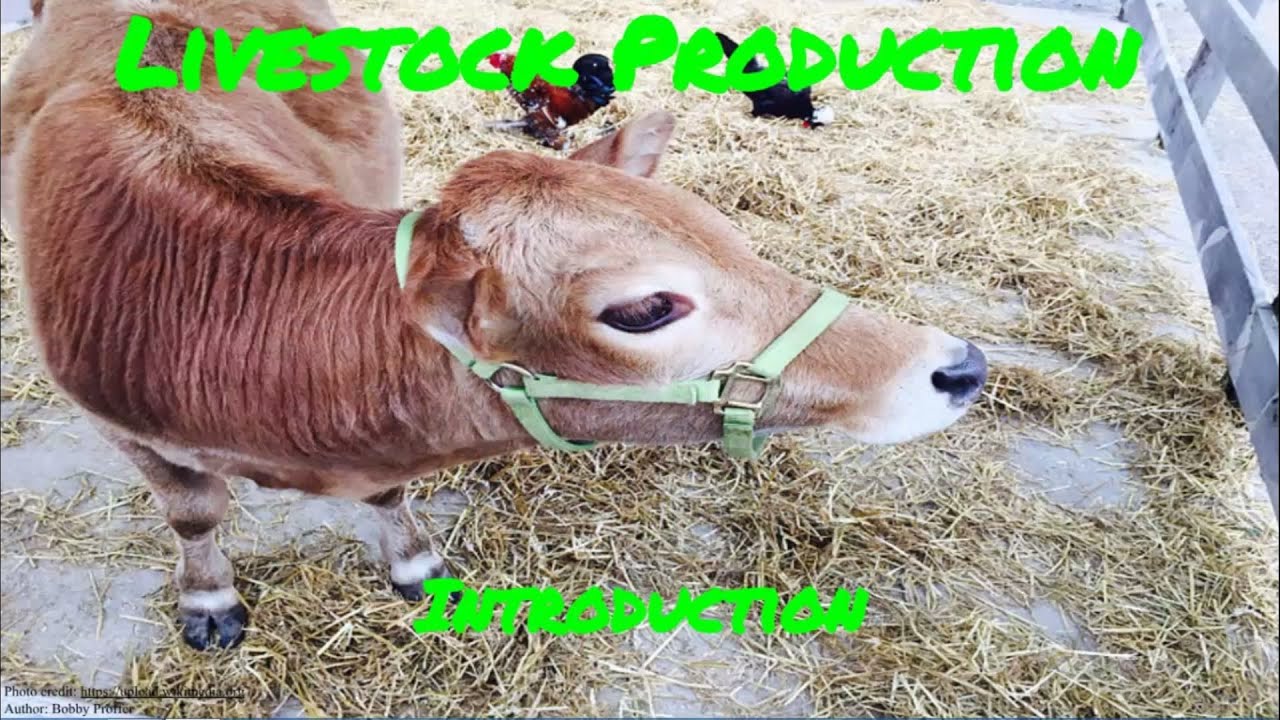1Room Kenya KCSE Agriculture Form 1 Lesson 31: Livestock Production