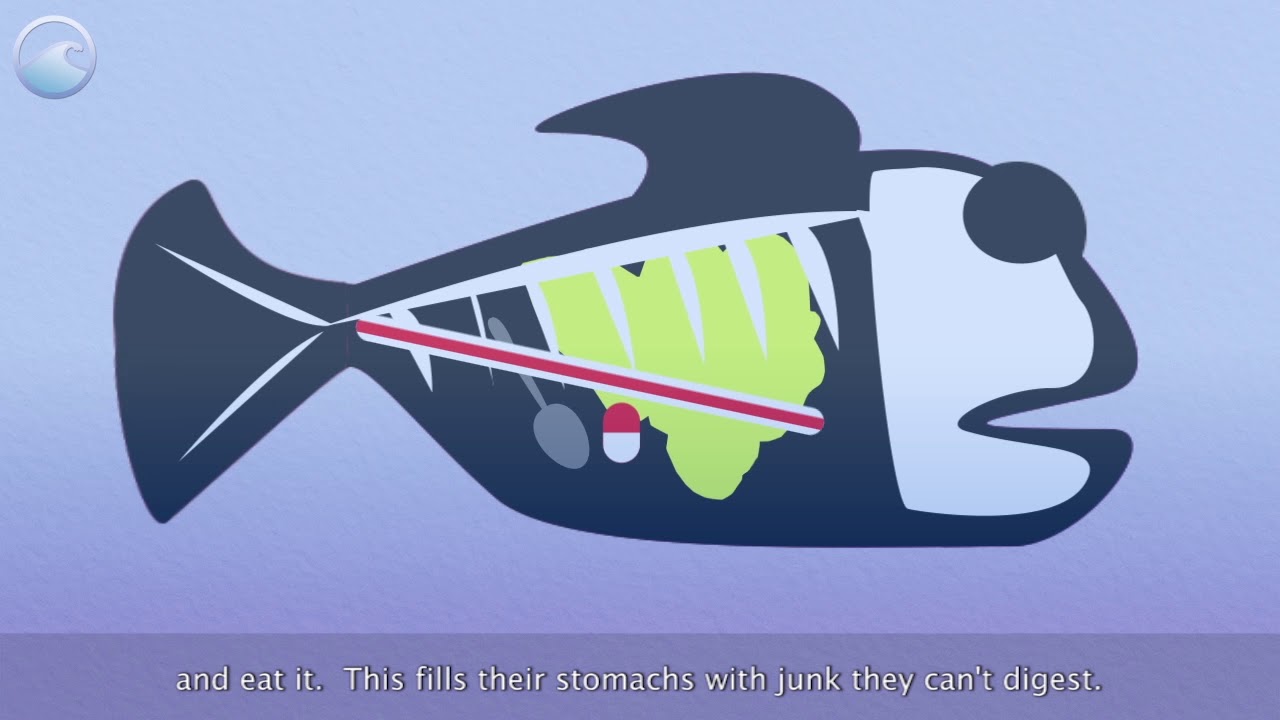 TRASH TALK How Does Marine Debris Impact the Ocean Animals and Me  Ocean Today
