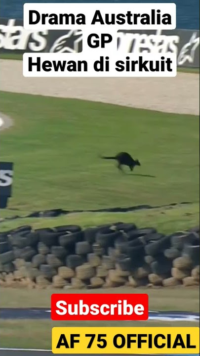 Drama Australia GP, kanguru masuk di sirkuit,#australiagp  #kanguru #motogp  #shorts