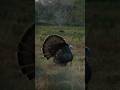 Have you punched a tag yet this season? #blockeroutdoors #turkeyhunt #spring #turkey #shorts
