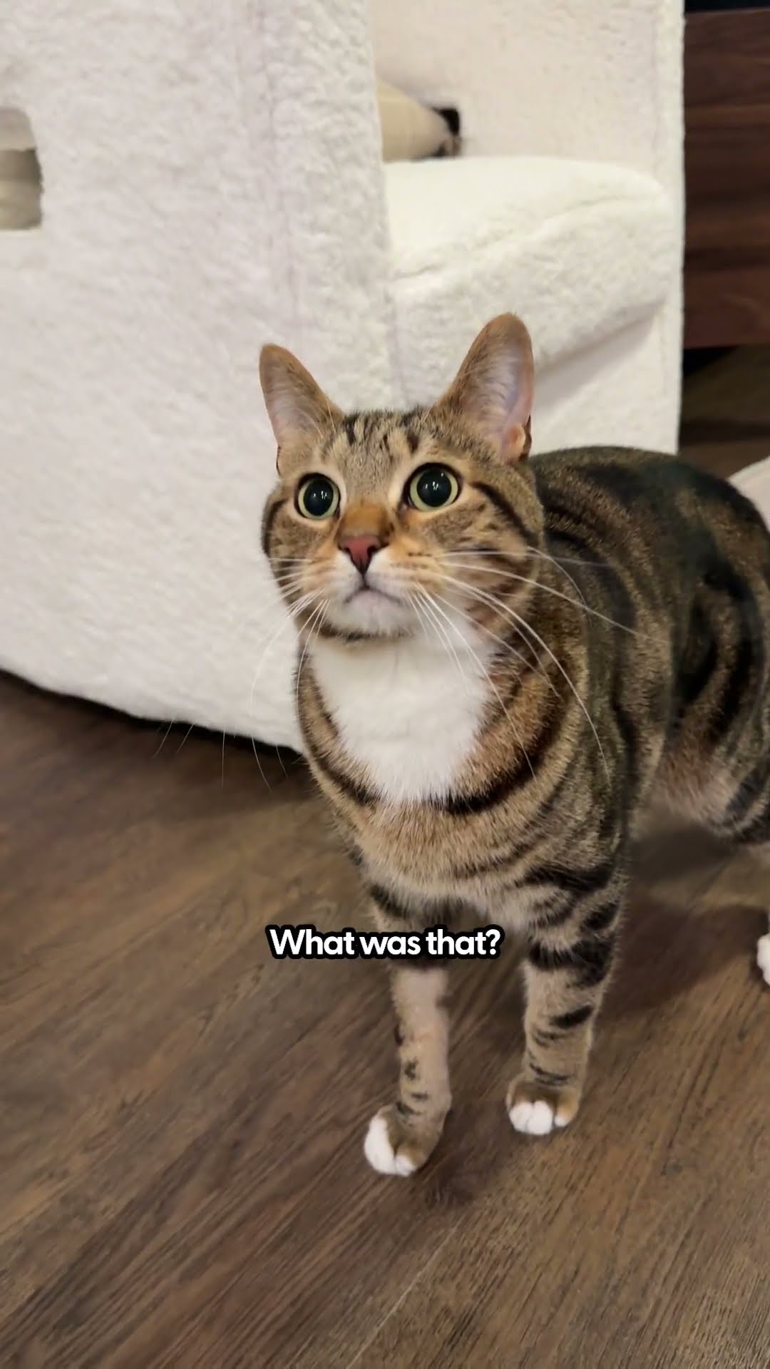 Dominant Cat PawTest | The Pack