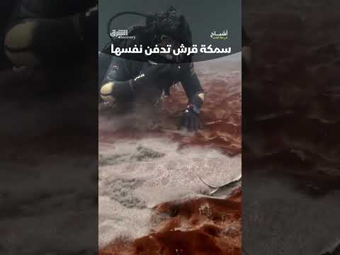سمكة قرش تدفن نفسها