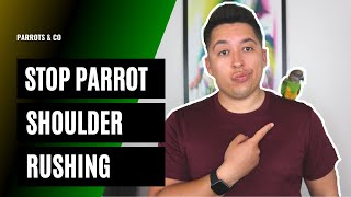 Keeping Your Parrot Off Your Shoulder For Beginners | Why Does My Bird Go To My Shoulder?