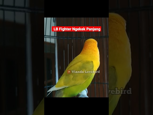 Lovebird fighter ngetik lanjut ngekek panjang #lovebird #lovebirdngekekpanjang #lovebirds class=