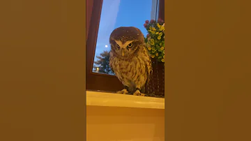 Сыч показал кто в доме хозяин 👻 #owl #музейсовушек #филосовия #домовойсыч #каспер #домовой