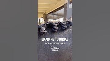 Braiding Tutorial for horses with long manes | Running scallop braid | Tutorial by Ashley Donadt