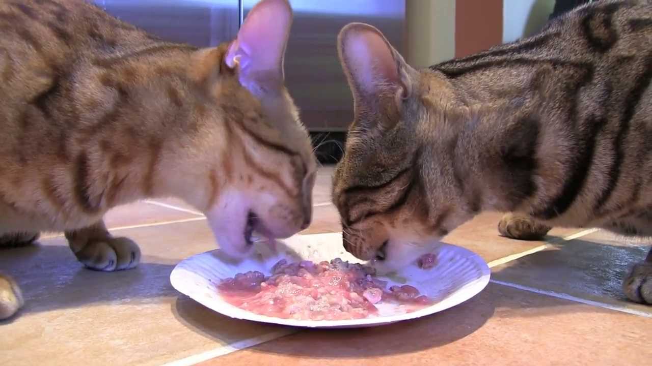 Bengal Cats Raw Meat Diet - YouTube