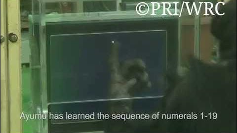 Symbolic representation and working memory in chimpanzees