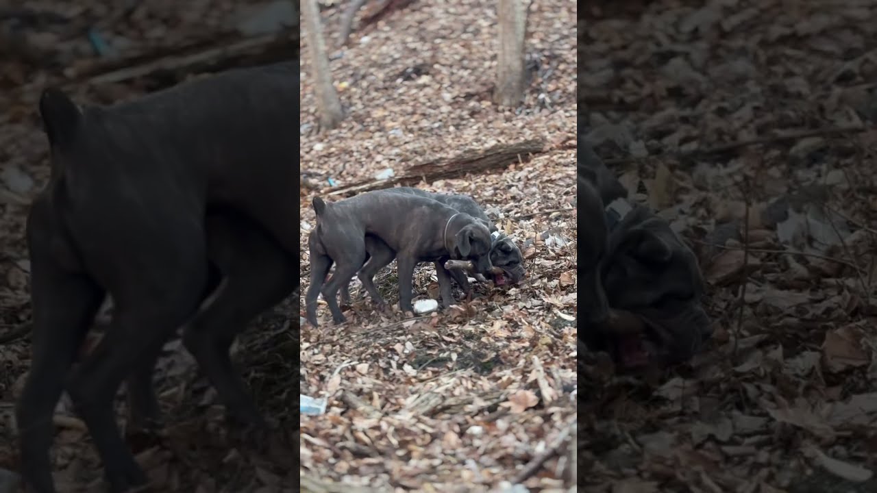  Ddk9 Americanbully Canecorso Merletribully Puppy Dogbreed Mastiff Bullybreed