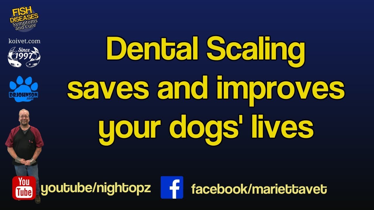 Johnson vet services drjohnson dental youtube