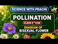 Diagram of Bisexual Flower Class 5th ICSE