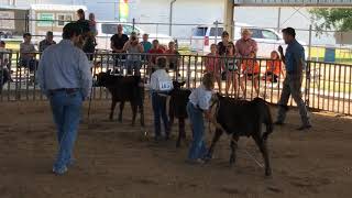 2020 Trego County Fair - Thursday July 16 - Beef Show