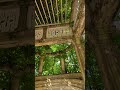 Natural Green Wall x Pergola in Private Garden of Catherine Park #travel #explore #lifestyle