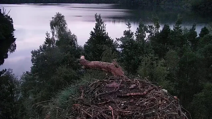 Live osprey nest camera at Loch of the Lowes Wildlife Reserve