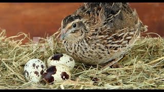 Como CRIAR CODORNICES 🐦en Casa Los MEJORES CONSEJOS